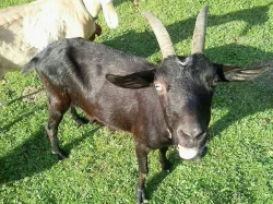 Prodám dvě hodné kozy